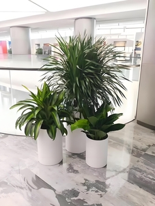 海曙植物出租服务好 海曙植物出租服务好